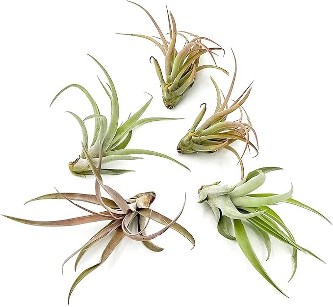 ragnaroc Air Plants - Tillandsia Capitata (Peach), Large 5-7” - 5 ct - Live Arrival Guaranteed - House Plants for Home Decor & Gift