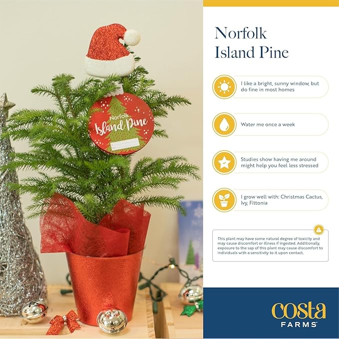 Costa Farms Live Christmas Tree, Small Norfolk Island Pine Plant in Holiday Decorative Plant Pot, Includes Ornament, Indoor Houseplant, Home, Room, or Seasonal Decor, Gift, 10-14 Inches Tall