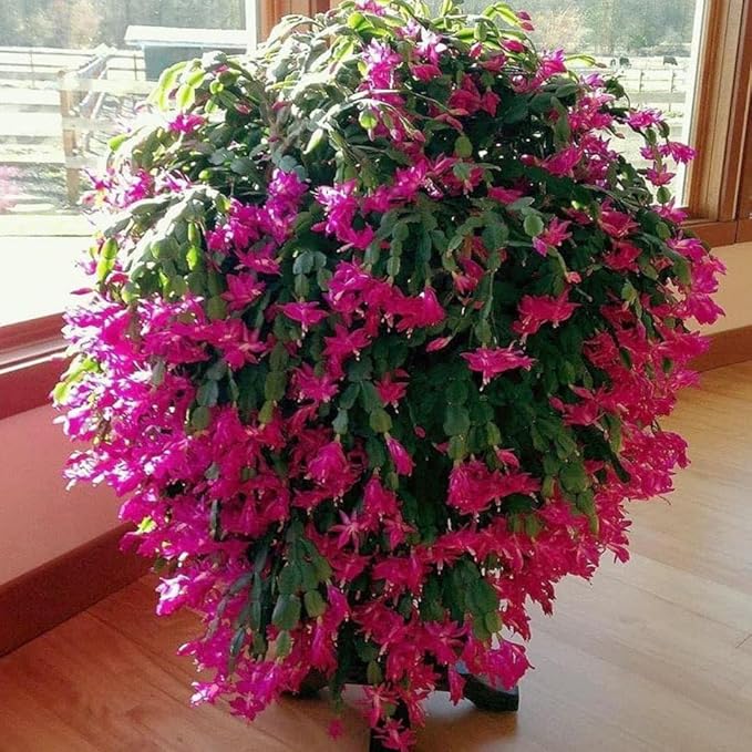 Christmas Cactus Plants Live, Thanksgiving Cactus Easter Cactus Like, 4-8 Inc Tall, Cold Hardy, Holiday Cactus for Indoor Outdoor Planting, Starter Size (Vibrant Pink)