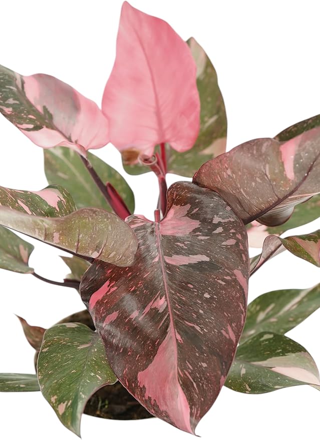 Philodendron Princess Package - Two Live Plants - Indoor Houseplants - Philodendron Pink Princess, White Princess, Elegant Plants Live Houseplants