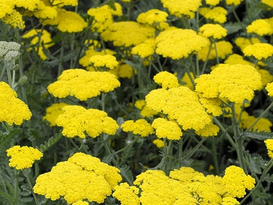 Greenwood Nursery: Live Perennial Plants - Achillea 'Moonshine' Yarrow - [Qty: 1x Pint Pot] - (Click for Other Available Plants/Quantities)