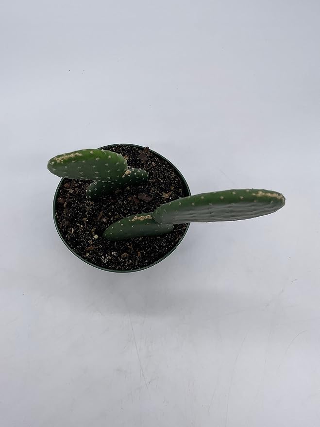 BubbleBlooms Opuntia ficus-Indica, Prickly Pear Cactus, Rare Cactus in a 4 inch Pot Well Rooted