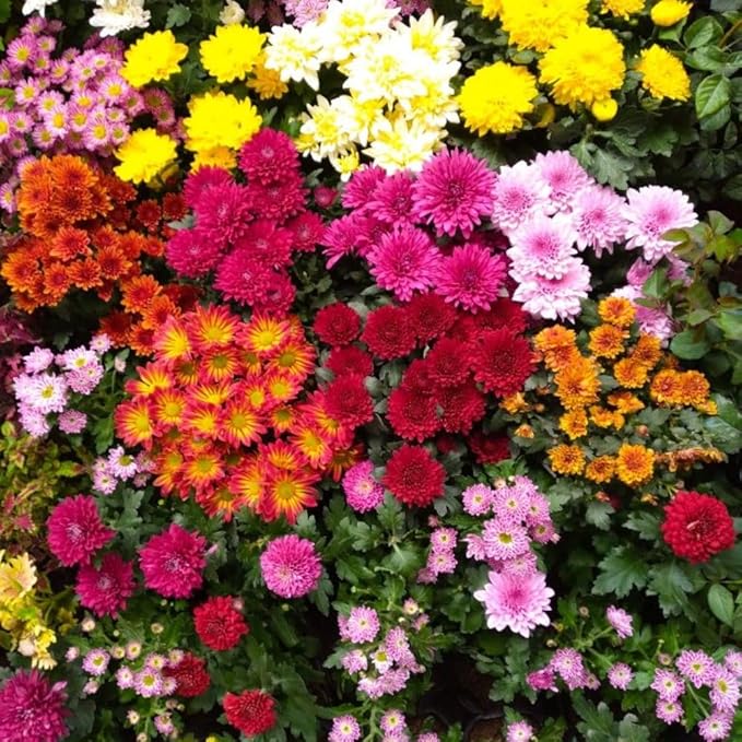 Pack 3 Mix Chrysanthemum Plants, Mums Plants Live, 3 to 6 Inch Tall Garden Mum Live Plant, Vibrant Fall Blooms, Hardy Chrysanthemum Flowers, No Pot