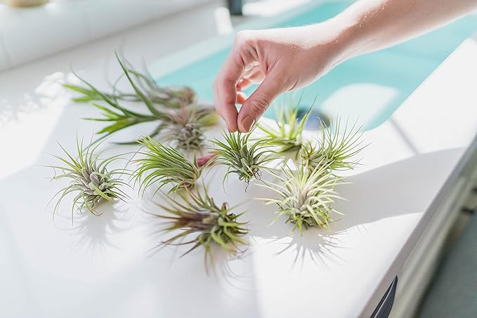 Jumbo Air Plant Ionantha Guatemala 'Macho' - Live Tillandsia Succulent House Plants - Available in Wholesale and Bulk - Home and Garden Decor - Easy Care Indoor and Outdoor Plants (Pack of 1)