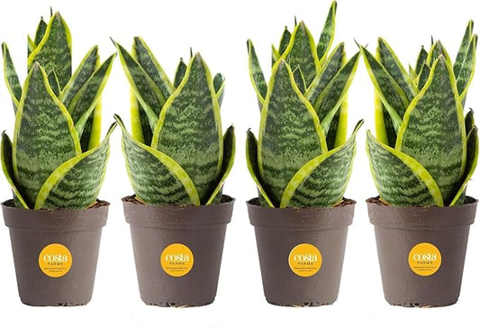 Costa Farms Snake Plant (4-Pack), Spring Decor, Giftable Plant Item, Live Indoor and Outdoor Sansevieria Plants, Easy Care Live Succulent Houseplants Potted in Nursery Pots, 8-Inches Tall