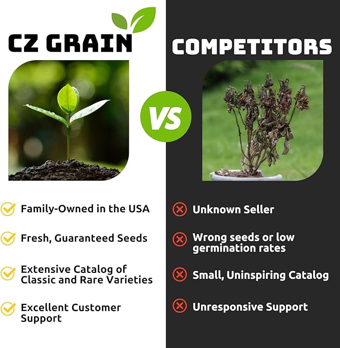 (Best) Jewel Strawberry Plants - Bare Root Plants to Grow Strawberries - Ready to Ship - (10 Strawberry Plants)