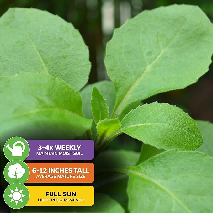 Longevity Spinach Live Plant - Gynura procumbens - Wellspring Gardens Nutrient-Rich Live Vegetable Plants - Vibrant & Healthy Plants, Easy to Grow & Maintain - Ideal for Outdoor & Indoor Planting