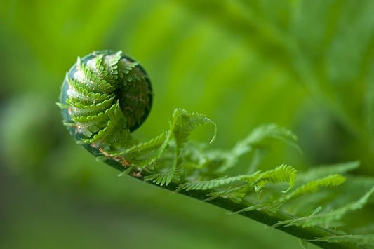 Ostrich Fern Roots for Planting (Matteuccia struthiopteris) – Elegant, Hardy Fern for Shade Gardens and Woodland Landscapes (1 Root)
