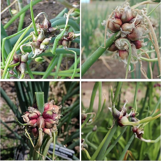 Set 40 of Egyptian Walking Onions Bulbs for Planting, Egyptian Walking Onions Topsets Bulbs for Planting Onion Bulbils, Perennial Fall Planting Gardening Indoor and Outdoor