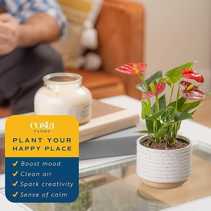 Costa Farms Anthurium, Flamingo Flower Live Plant in Decorative Pot, Air Purifying Flowering Indoor Houseplant, Home, Room, or Office Decor, House Warming or Birthday Gift, 10-14 Inches Tall