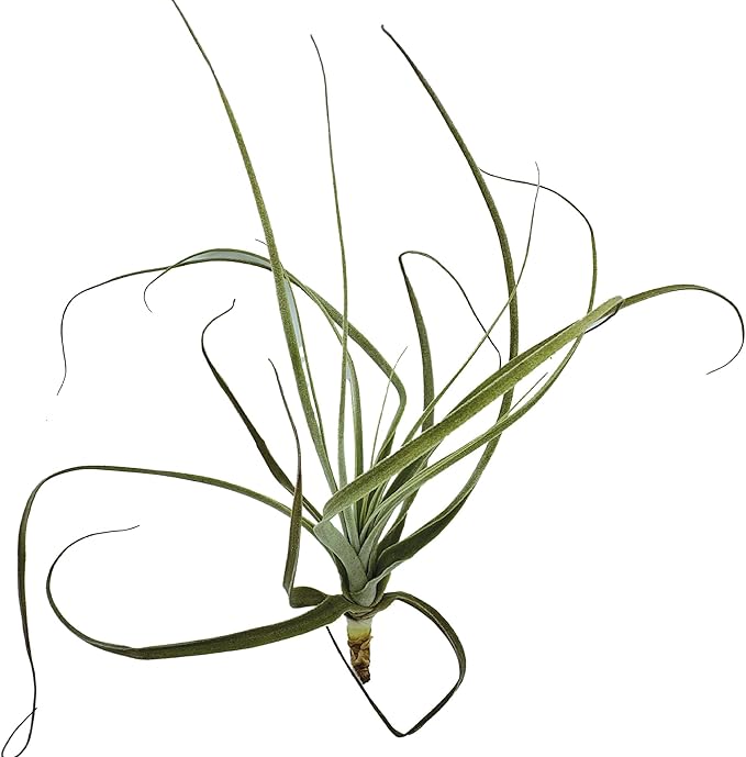 ragnaroc Air Plants - Tillandsia Straminea Jumbo 6-9" - 5ct - Live Arrival Guaranteed - House Plants for Home Decor & Gift