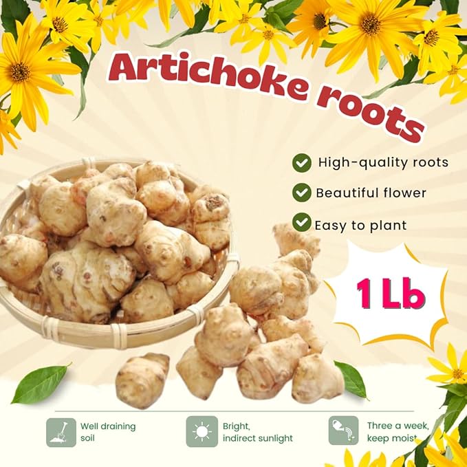 1Lb Jerusalem Artichokes for Planting, Jerusalem Artichoke Tubers, Fresh Sunchokes Sunroots, Hardy Perennial Edible Roots for Outdoor Garden