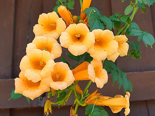 Greenwood Nursery: Live Perennial Plants - Yellow Trumpet Creeper Vine + Campsis Radicans - [Qty: 10x 3.5 Pots] - (Click for Other Available Plants/Quantities)