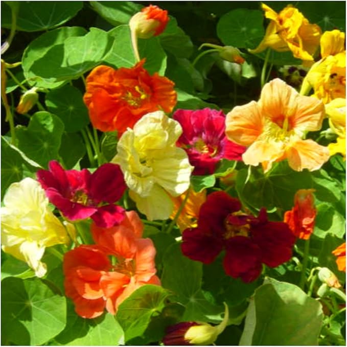 Seed Needs Nasturtium Seeds for Planting Jewel Blend - Heirloom Untreated & Open Pollinated Annual Wildflowers - Edible Mixed Flowers to Plant a Butterfly Garden (1 Pack)