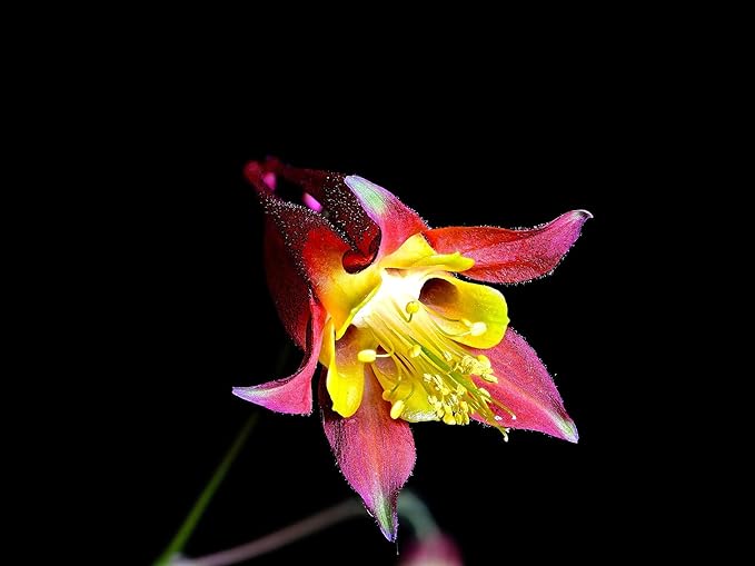 Greenwood Nursery: Live Perennial Plants - Wild Red Columbine + Aquilegia Canadensis - [Qty: 10x Pint Pots] - (Click for Other Available Plants/Quantities)