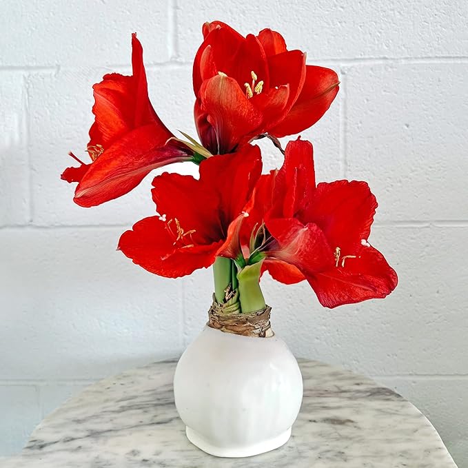 Waxed Amaryllis Bulb - White Wax Red Blooms, No Water Needed, Extra-Large Indoor Winter Flower, Thanksgiving & Christmas Holiday Gift