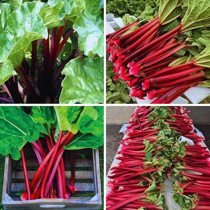 3 Rhubarb Plants Roots for Planting, Rhubarb Plants Live Roots for Planting Gardening Outdoor Indoor, 3 to 5 Inc Tall