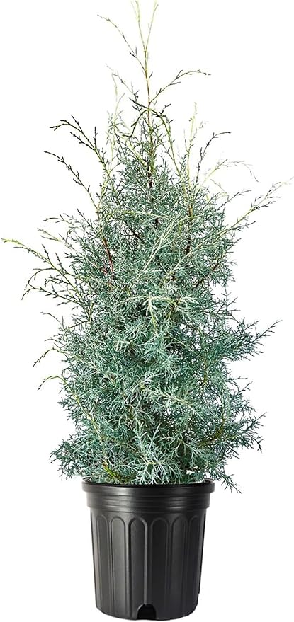 Carolina Sapphire | 2 Extra Large 3 Gallon Trees | Cupressus arizonica 'Carolina Sapphire' | Privacy Screen | Fast-Growing Evergreen Plants for Landscaping