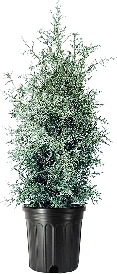 Carolina Sapphire | 3 Large Gallon Size Trees | Cupressus arizonica 'Carolina Sapphire' | Privacy Screen | Fast-Growing Evergreen Plants for Landscaping