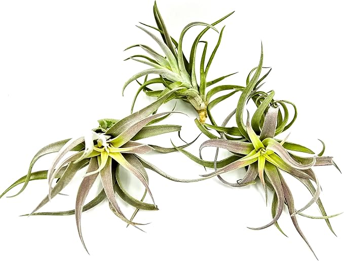 ragnaroc Air Plants - Tillandsia Cacticola, Jumbo 6-9" - 3ct - Live Arrival Guaranteed - House Plants for Home Decor & Gift