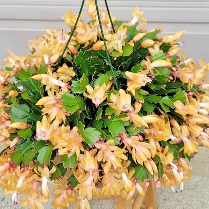 Yellow Peachy Thanksgiving Cactus Live Plant in 2" Pot, Holiday Christmas Cactus Plants Live, Winter Bloom, Indoor Planting