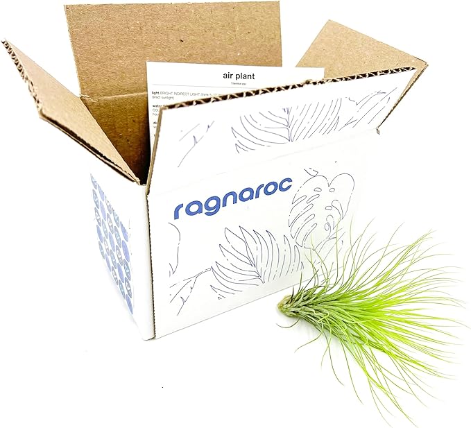 ragnaroc Air Plants - Tillandsia Andreana, Large 4-6" - 1ct - Live Arrival Gauranteed - House Plants for Home Decor & Gift