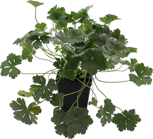 Greenwood Nursery: Live Perennial Plants - 'Biokovo' Cranesbill + Geranium x Cantabrigiense - [Qty: 1x Pint Pot] - (Click for Other Available Plants/Quantities)