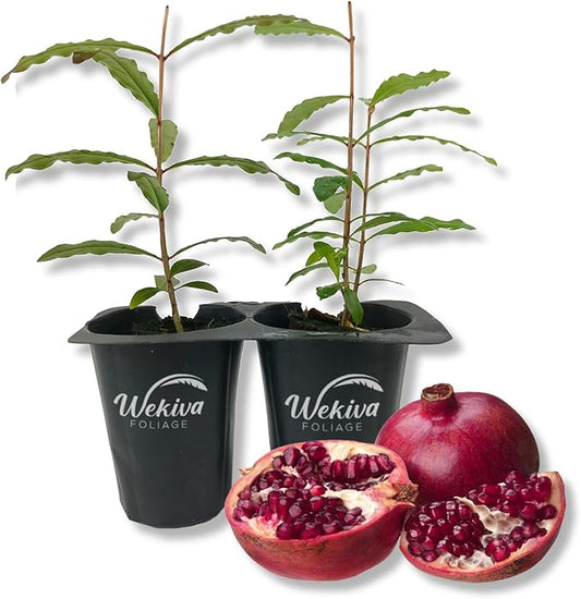 Salavatski Pomegranate Tree - 2 Live Starter Plants - Edible Fruit Bearing Tree for The Patio and Garden