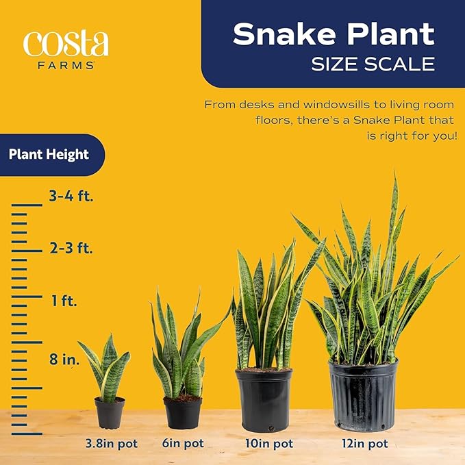 Costa Farms Snake Plant (4-Pack), Spring Decor, Giftable Plant Item, Live Indoor and Outdoor Sansevieria Plants, Easy Care Live Succulent Houseplants Potted in Nursery Pots, 8-Inches Tall