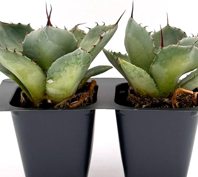 2 Agave Parryi | Live Succulents in 2.5-inch Nursery Cubes | Agave Parryi -truncata Variety | Easy-Care Drought-Tolerant Succulent | Featuring Striking Blue-Gray Compact Leaves for Xeriscapes and Home