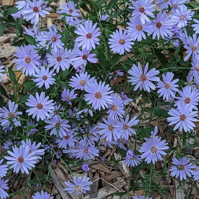 Live Aster Plant for Planting, Vibrant Blue Blooms 4-9 Inch Tall, Hardy and Perennial Aster, Ideal for Container and Outdoor Growing