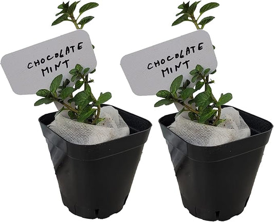Chocolate Mint Plants. Live, Fragrant, Fresh, Edible. Easy Grow. Indoor/Outdoor. (2 Chocolate Mint Cups)