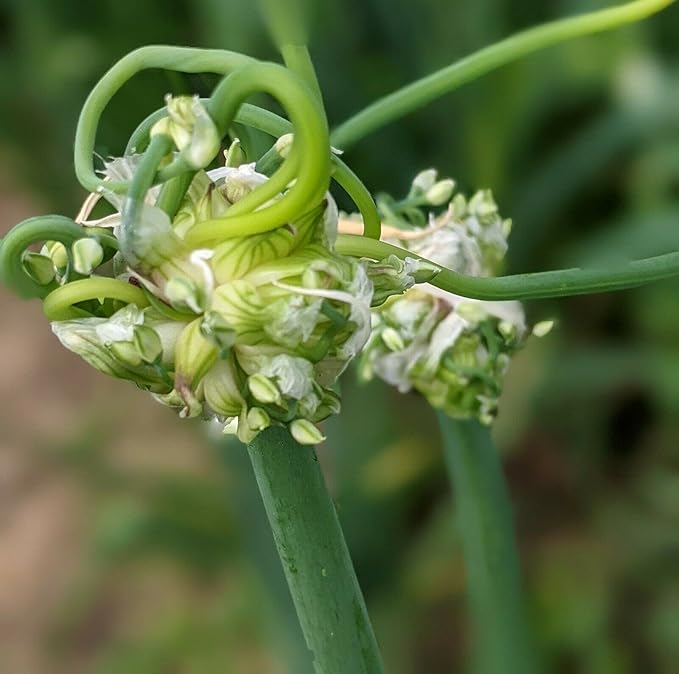 Set 30 Egyptian Walking Onions Bulbs, Large Egyptian Walking Onions Bulbs for Planting, Heirloom Onion Bulb for Planting Outdoors Garden, Perennial and Easy to Plant