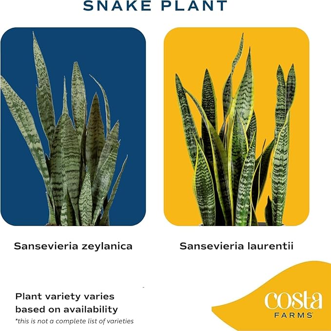 Costa Farms Snake, Sansevieria White-Natural Decor Planter Live Indoor Plant, 12-Inch Tall, Grower's Choice, Green, Yellow