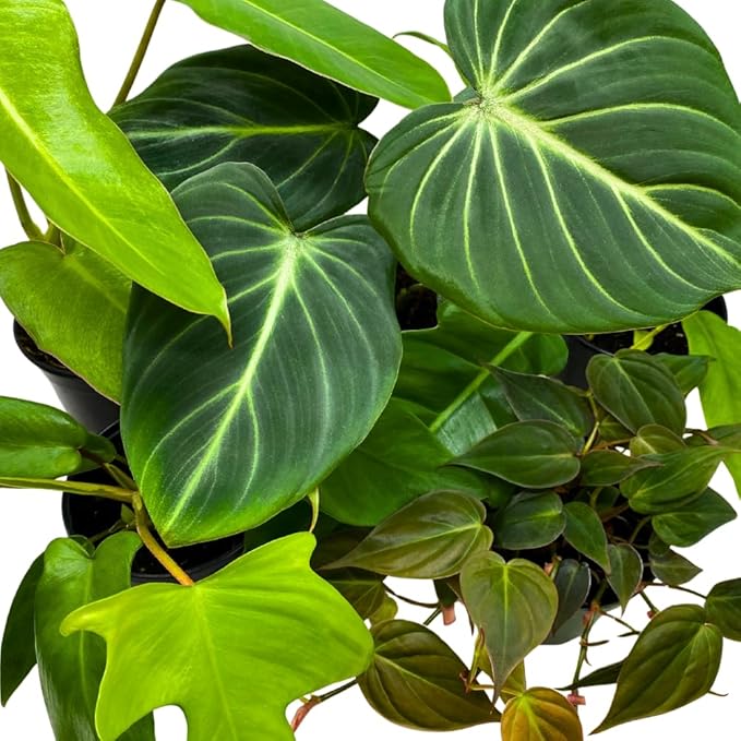 BubbleBlooms Philodendron Assortment in 4 inch Pots Set of 5