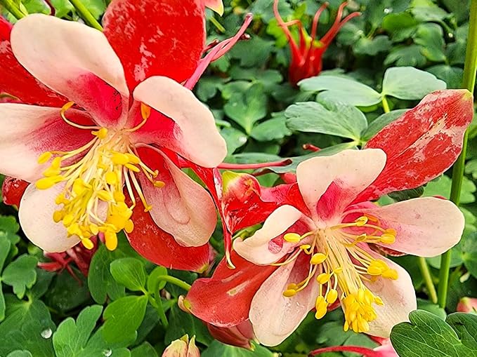 Greenwood Nursery: Live Perennial Plants - 'Kirigami' Red & White Columbine + Aquilegia caerulea - [Qty: 10x Pint Pots] - (Click for Other Available Plants/Quantities)