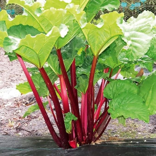 3 Rhubarb Plants Roots for Planting, Rhubarb Plants Live Roots for Planting Gardening Outdoor Indoor, 3 to 5 Inc Tall