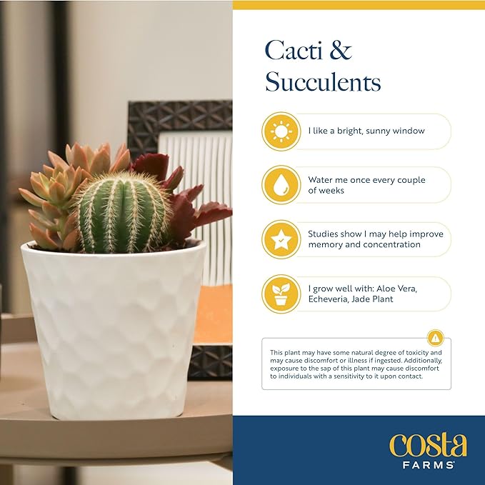 Costa Farms Live Succulent, Easy to Grow Haworthia Plant in Planter Pot, Succulent Houseplant in Potting Soil, Indoors Garden Gift, Cacti Room Décor and Home Décor, 4-Inches Tall