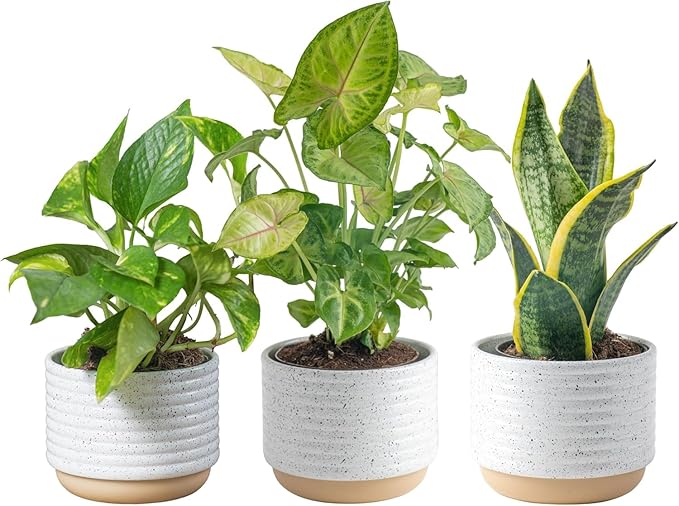 Costa Farms Live Indoor Plants in Decorative Pots, Easy to Maintain, Air Purifying Houseplants, Assorted Varieties, Room or Home Decor, House Warming Gift, 8-12 Inches Tall, Pack of 3