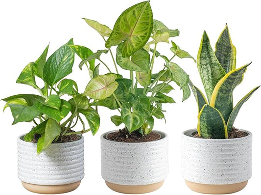 Costa Farms Live Indoor Plants in Decorative Pots, Easy to Maintain, Air Purifying Houseplants, Assorted Varieties, Room or Home Decor, House Warming Gift, 8-12 Inches Tall, Pack of 3