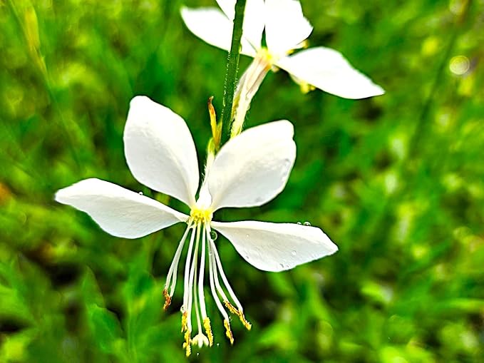 Greenwood Nursery: Live Perennial Plants - Gaura 'Whirling Butterflies' + Oenothera lindheimeri - [Qty: 1x Pint Pot] - (Click for Other Available Plants/Quantities)