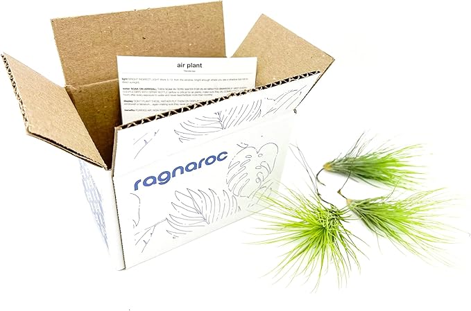 ragnaroc Air Plants - Tillandsia Andreana, Large 4-6" - 3ct - Live Arrival Gauranteed - House Plants for Home Decor & Gift