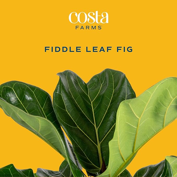 Costa Farms Fiddle Leaf Fig Tree Live Plant in Decorative Pot, Large Indoor Houseplant, Perfect for Home, Room, or Office Decor, Great House Warming or Birthday Gift, 3-4 Feet Tall