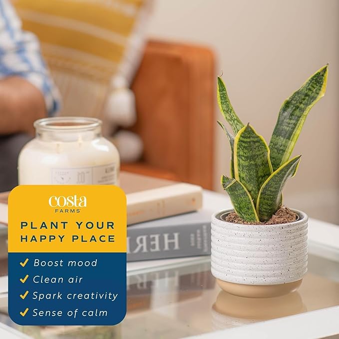 Costa Farms Snake Plant, Sansevieria Live Plant in Decorative Pot, Easy to Maintain, Air Purifying Succulent Indoor Houseplant, Assorted Variety, Home, Room, or Office Décor, 8-12 Inches Tall