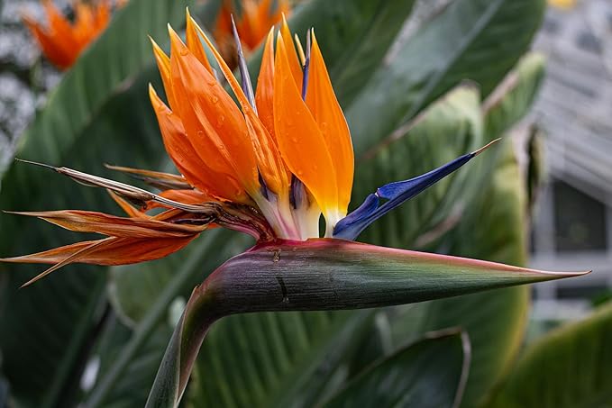 Live Orange Birds of Paradise Plant - ‘Orange Birds of Paradise’ Strelitzia Reginae - ragnaroc Tropical Plant 6-10” Tall - 2ct - Live Arrival Guaranteed - House Plants for Home Decor & Gift