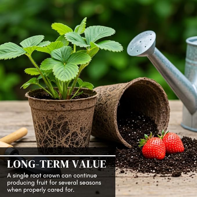 (Best) Jewel Strawberry Plants - Bare Root Plants to Grow Strawberries - Ready to Ship - (5 Strawberry Plants)