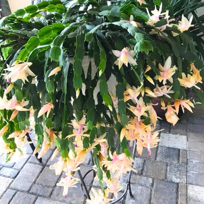 Yellow Peachy Thanksgiving Cactus Live Plant in 2" Pot, Holiday Christmas Cactus Plants Live, Winter Bloom, Indoor Planting