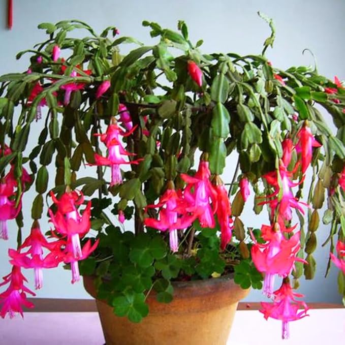 Christmas Cactus Plants Live, Thanksgiving Cactus Easter Cactus Like, 4-8 Inc Tall, Cold Hardy, Holiday Cactus for Indoor Outdoor Planting, Starter Size (Vibrant Pink)