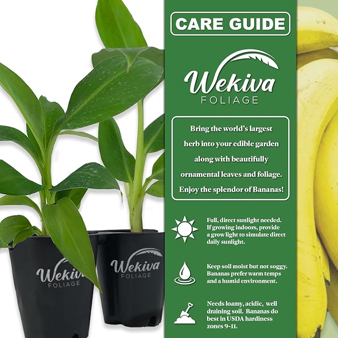 Bordelon Banana Tree - 4 Live Starter Plants - Musa - Edible Fruit Bearing Tree for The Patio and Garden