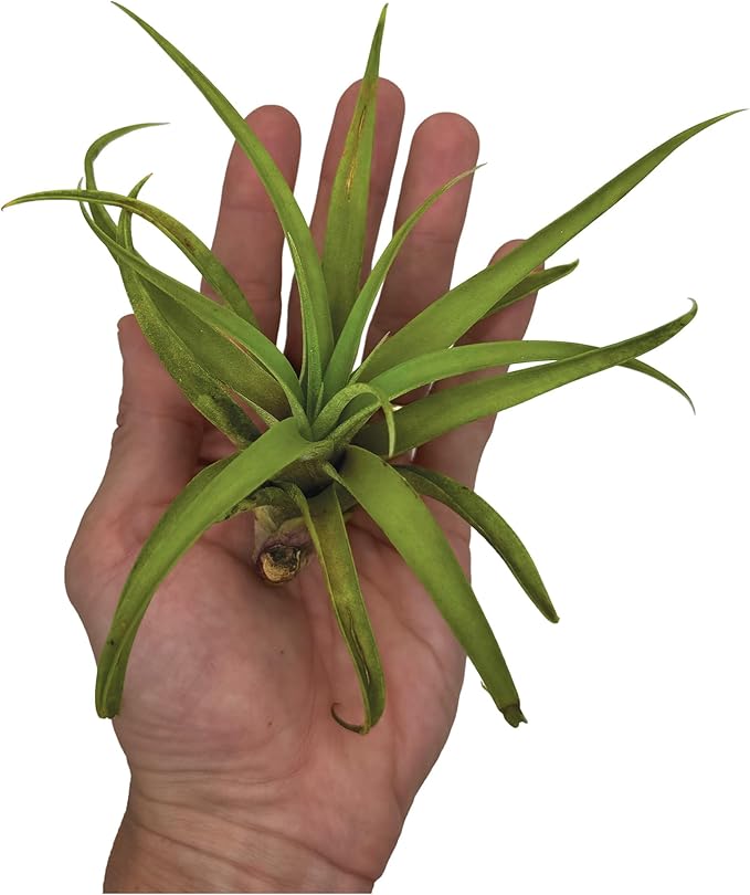 ragnaroc Air Plants - Tillandsia Capitata (Peach), Large 5-7” - 5 ct - Live Arrival Guaranteed - House Plants for Home Decor & Gift